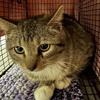 Domestic Short Hair Cats Available for Adoption in Des Moines, Iowa - Ruth | PetCurious