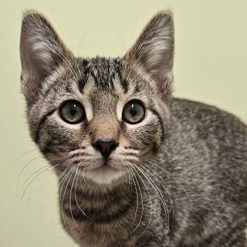 Rescue Domestic Short Hair Cats for Adoption in Frankfort, Kentucky - Baby Jack 5574C | PetCurious