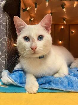 Domestic Short Hair and Siamese Cats Available for Adoption in Muskego, Wisconsin - Angel | PetCurious