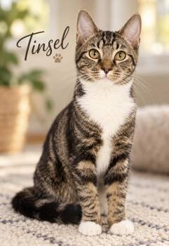 Tinsel -  Domestic Short Hair Cat for Adoption in Pawleys Island, South Carolina - Tinsel | PetCurious