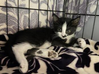 Domestic Short Hair Cats Available for Adoption in Orlando, Florida - Jellybean | PetCurious
