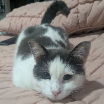 Rescue Domestic Medium Hair Cats for Adoption in Los Angeles, California - Vaquita | PetCurious