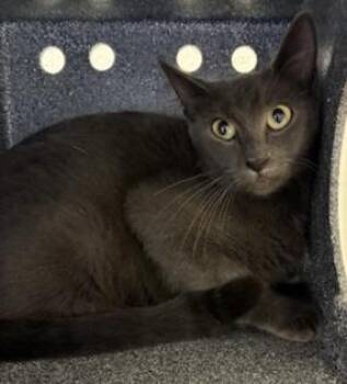 Prada -  Domestic Short Hair Cat for Adoption in Gainesville, Florida - Prada | PetCurious