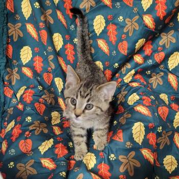 Smeagol -  Domestic Short Hair Cat for Adoption in Akron, Ohio - Smeagol | PetCurious