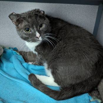 Rescue Domestic Short Hair Cats for Adoption in Evansville, Indiana - Evander | PetCurious