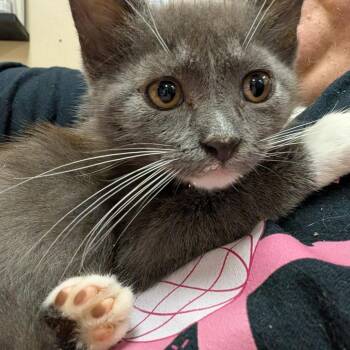 Lone Star -  Domestic Short Hair Cat for Adoption in Titusville, Florida - Lone Star | PetCurious