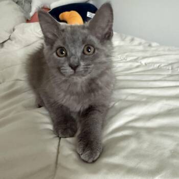 Graycen -  Domestic Short Hair Cat for Adoption in Mount Pleasant, South Carolina - Graycen | PetCurious