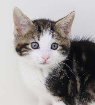 Mo is a baby beauty - sooooo darling -  Bengal and Tabby Cat for Adoption in Bedford Hills, New York - Mo Is A Baby Beauty - Sooooo Darling | PetCurious