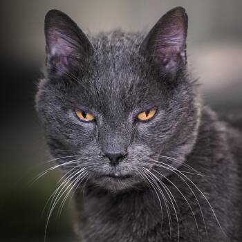 Domestic Medium Hair Cats Available for Adoption in Lakewood, Colorado - Koa | PetCurious