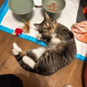 Domestic Short Hair Cats Available for Adoption in New York, New York - Shamrock | PetCurious