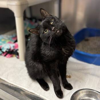 Domestic Short Hair Cats Available for Adoption in Fargo, North Dakota - Helen | PetCurious