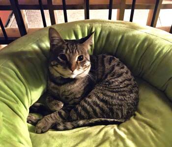 Rocket -  Tabby Cat for Adoption in Los Angeles, California - Rocket | PetCurious