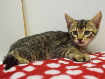KASMIR -  Domestic Short Hair Cat for Adoption in Sacramento, California - KASMIR | PetCurious