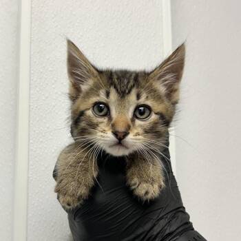 Peewee -  Domestic Short Hair Cat for Adoption in Abilene, Texas - Peewee | PetCurious