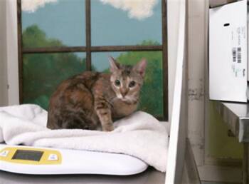 MOACHA -  Domestic Short Hair Cat for Adoption in Houston, Texas - MOACHA | PetCurious