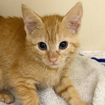 Cera -  Domestic Short Hair Cat for Adoption in Cooperstown, New York - Cera | PetCurious