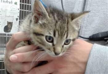 MARCUS -  Domestic Medium Hair Cat for Adoption in Salinas, California - MARCUS | PetCurious