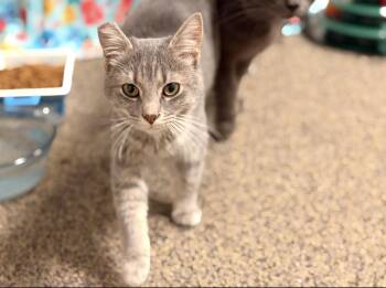 Tabby Cats Available for Adoption in Batesville, Arkansas - Rainy | PetCurious