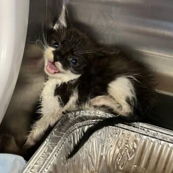 Artichoke -  Domestic Short Hair Cat for Adoption in Greensboro, North Carolina - Artichoke | PetCurious