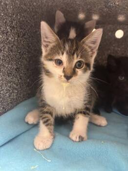 Domestic Short Hair Cats Available for Adoption in Indianapolis, Indiana - RIDDLER | PetCurious