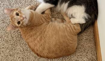 Warren -  Domestic Short Hair Cat for Adoption in Blaine, Minnesota - Warren | PetCurious