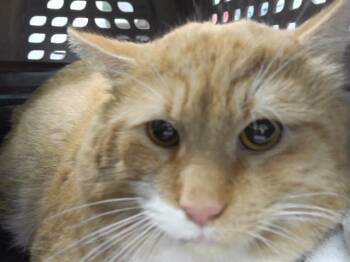 Domestic Short Hair Cats Available for Adoption - BARTHOLEMEW | PetCurious