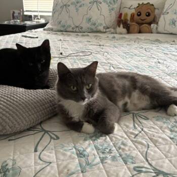 Luna (Mama) -  Domestic Medium Hair Cat for Adoption in Tampa, Florida - Luna (Mama) | PetCurious