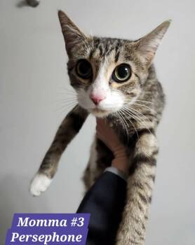 Domestic Short Hair Cats Available for Adoption in Herndon, Virginia - Persephone | PetCurious