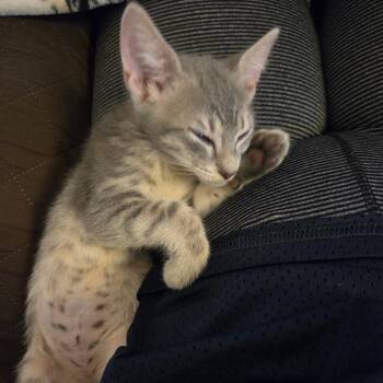 Krypton -  Domestic Short Hair Cat for Adoption in Sunrise, Florida - Krypton | PetCurious