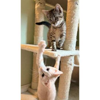 Pepper Thayer, adopt with Yam -  Domestic Short Hair Cat for Adoption in Hudson, Massachusetts - Pepper Thayer, Adopt With Yam | PetCurious