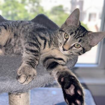 Shaggy -  Domestic Short Hair Cat for Adoption in Melrose, Massachusetts - Shaggy | PetCurious