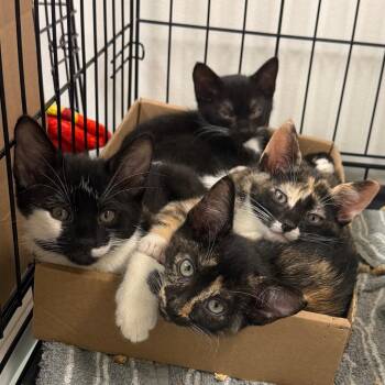 Sponge Babe -  Domestic Short Hair Cat for Adoption in Philadelphia, Pennsylvania - Sponge Babe | PetCurious