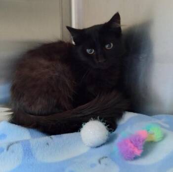 MYSTERY -  Domestic Short Hair Cat for Adoption in Alameda, California - MYSTERY | PetCurious