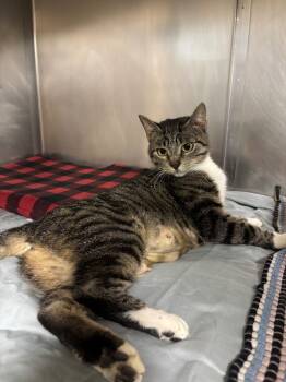 Rescue Domestic Short Hair Cats for Adoption in Port Jervis, New York - Mama Em | PetCurious