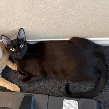 Raven -  Domestic Short Hair Cat for Adoption in Las Vegas, Nevada - Raven | PetCurious