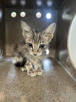 Catalia -  Domestic Short Hair Cat for Adoption in New Orleans, Louisiana - Catalia | PetCurious