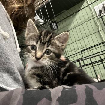 Tabby Cats Available for Adoption in West Nyack, New York - Tabby Kittens 6 Weeks Old | PetCurious
