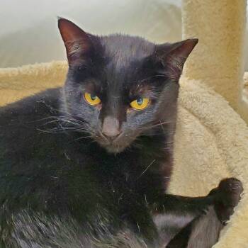 Rescue Domestic Short Hair Cats for Adoption in Pittsburgh, Pennsylvania - Gremlin | PetCurious