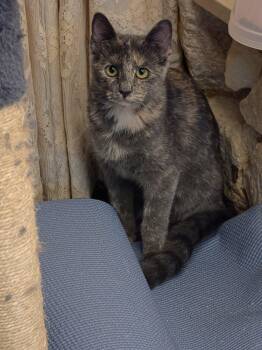 Smokey -  Domestic Short Hair and Dilute Tortoiseshell Cat for Adoption in Fort Worth, Texas - Smokey | PetCurious