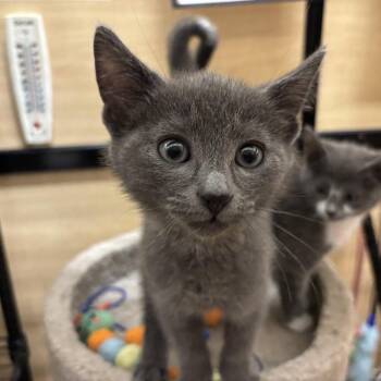 George & Charlotte -  Domestic Short Hair Cat for Adoption in Worcester, Massachusetts - George & Charlotte | PetCurious