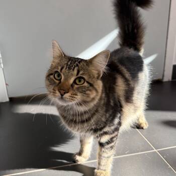 Biscayne -  Domestic Short Hair Cat for Adoption in North Haven, Connecticut - Biscayne | PetCurious