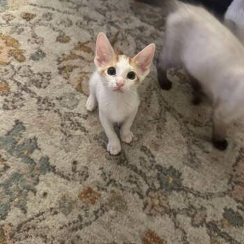 Feebas -  Domestic Short Hair Cat for Adoption in Davis, California - Feebas | PetCurious