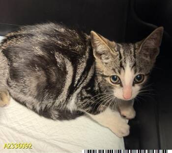 MAUDE -  Domestic Short Hair Cat for Adoption in West Palm Beach, Florida - MAUDE | PetCurious