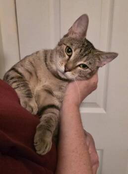 Shiloh -  Domestic Short Hair Cat for Adoption in Marlboro Township, New Jersey - Shiloh | PetCurious