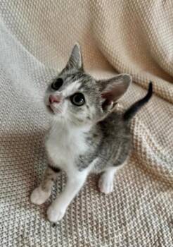 Miso (Kitty) -  Domestic Short Hair Cat for Adoption in Ashville, Ohio - Miso (Kitty) | PetCurious