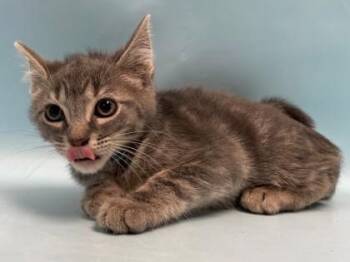 Coco Puffs -  Domestic Short Hair Cat for Adoption in Minneapolis, Minnesota - Coco Puffs | PetCurious