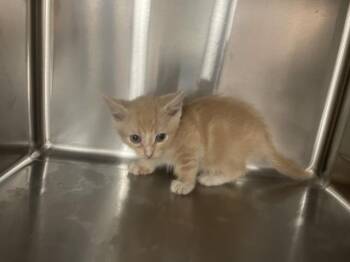 Domestic Short Hair Cats Available for Adoption in Thousand Palms, California - A1916416 | PetCurious