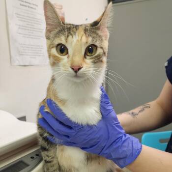 Domestic Medium Hair Cats Available for Adoption - Kit Kat | PetCurious