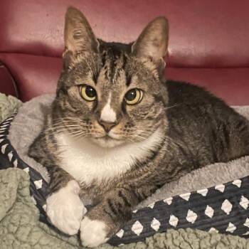 Domestic Short Hair Cats Available for Adoption - Belle | PetCurious