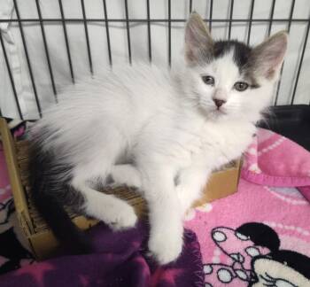Demi -  Domestic Short Hair Cat Available for Adoption in Grand Forks, North Dakota - Demi | PetCurious